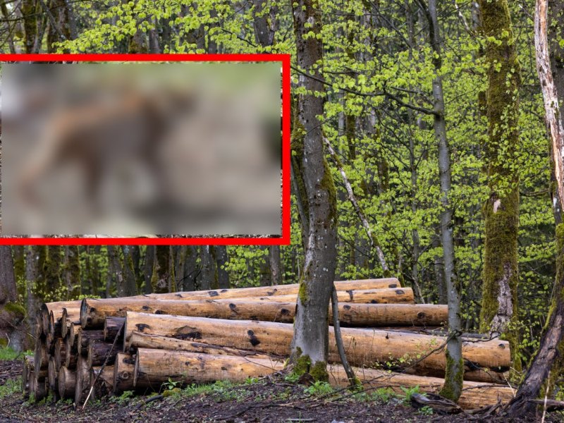 Thüringer Wald.jpg