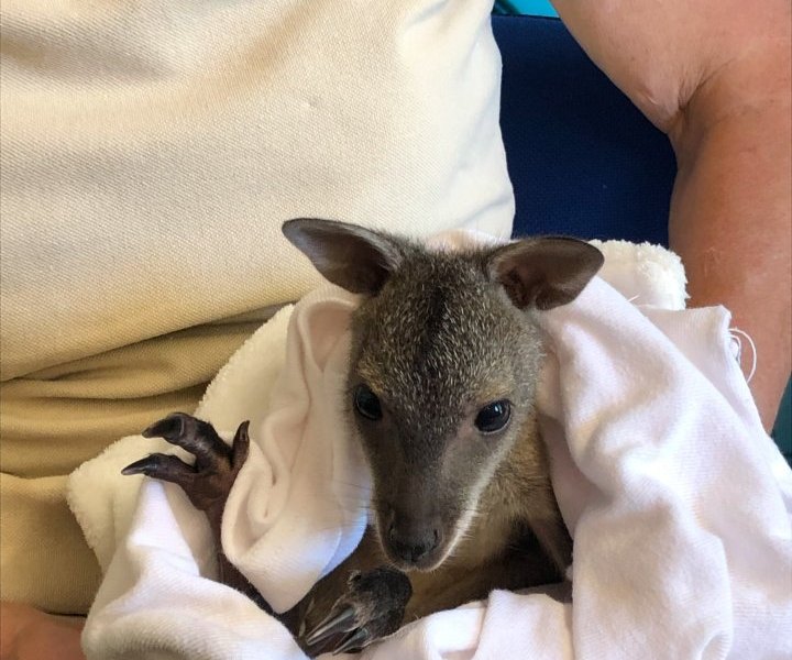 Thüringer Zoopark Erfurt Känguru Baby