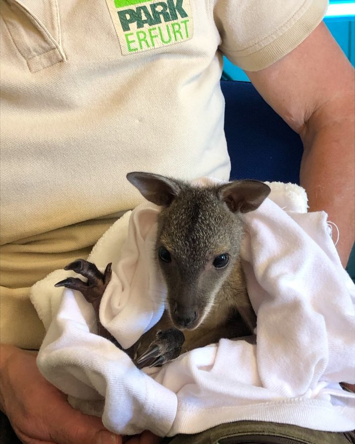 Thüringer Zoopark Erfurt Känguru Baby