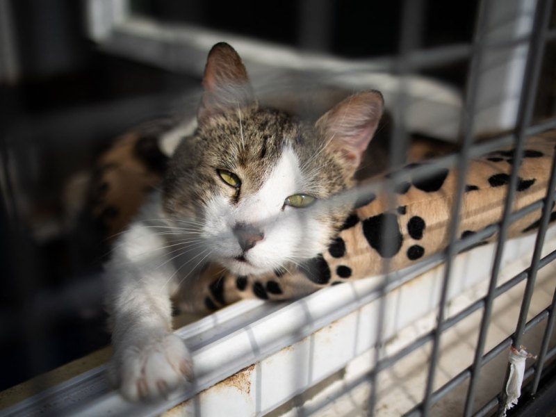Tierheim Katze.jpg