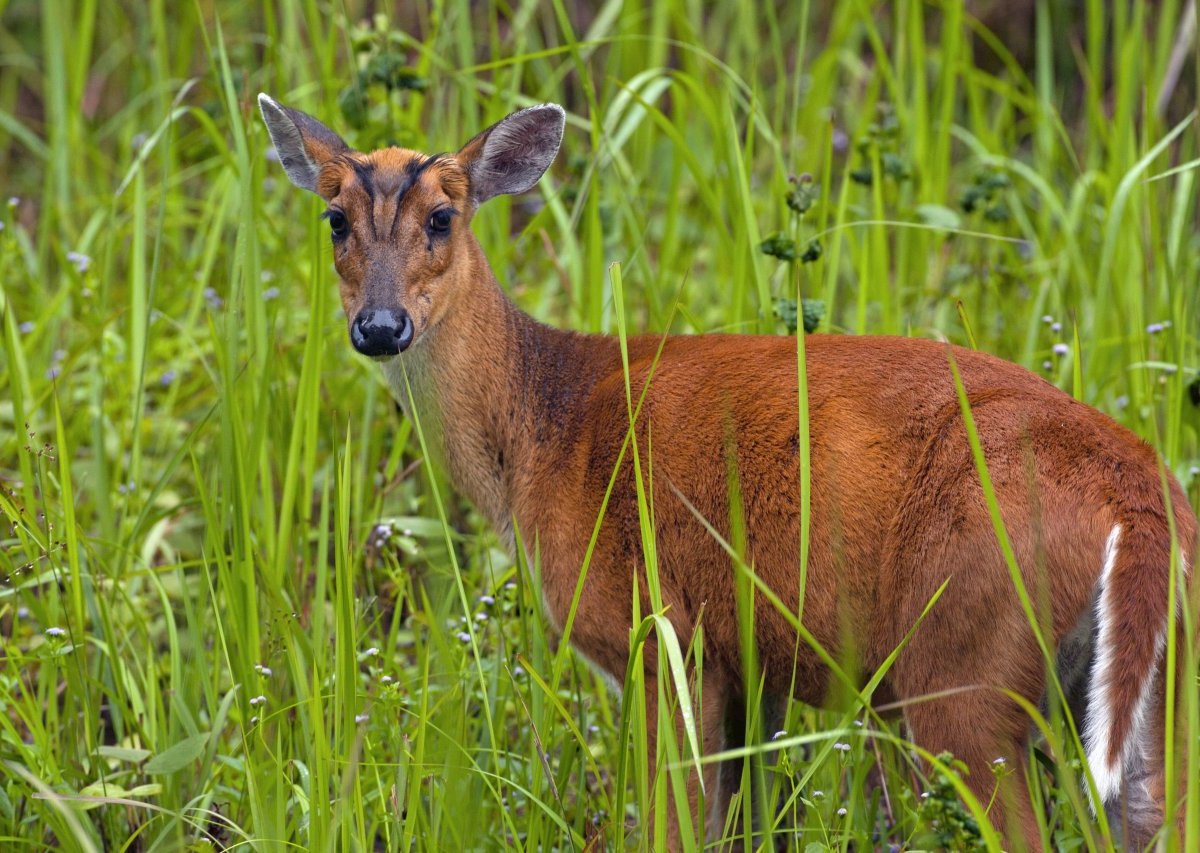 Tierpark Bad Liebenstein.jpg