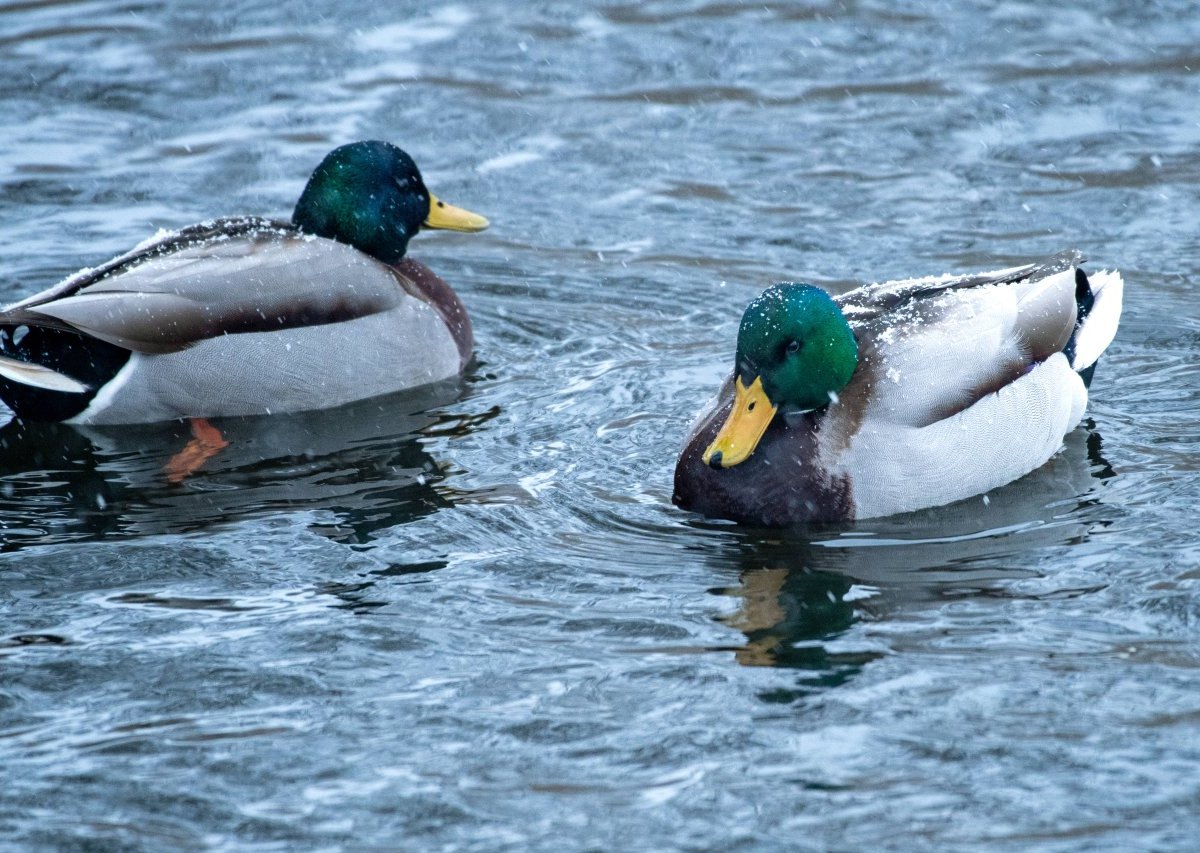 Tierpark-Gera