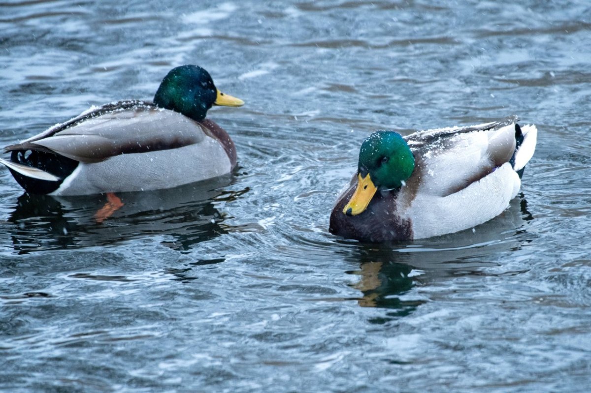 Tierpark-Gera