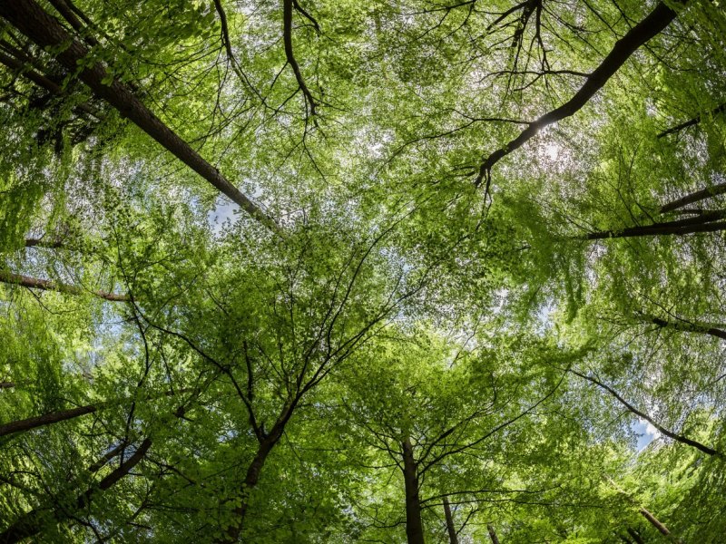 Wald