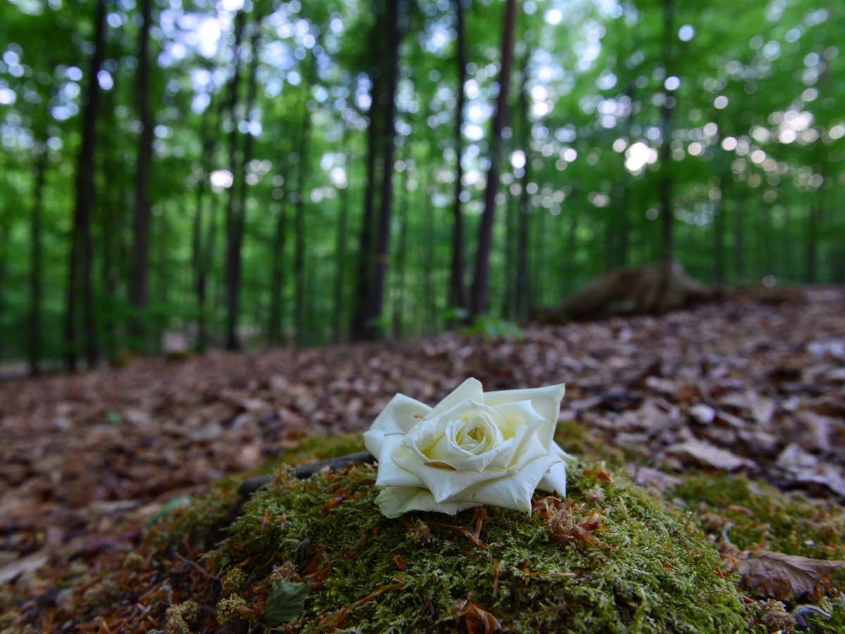 Waldfriedhof.jpg