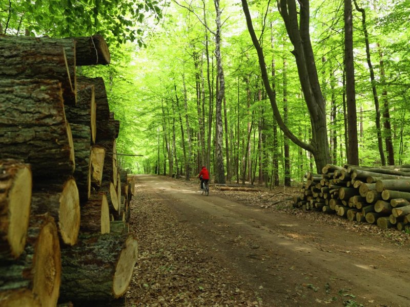 Waldweg