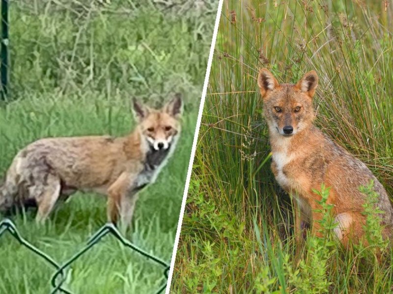 Weimar-Fuchs-Schakal.jpg