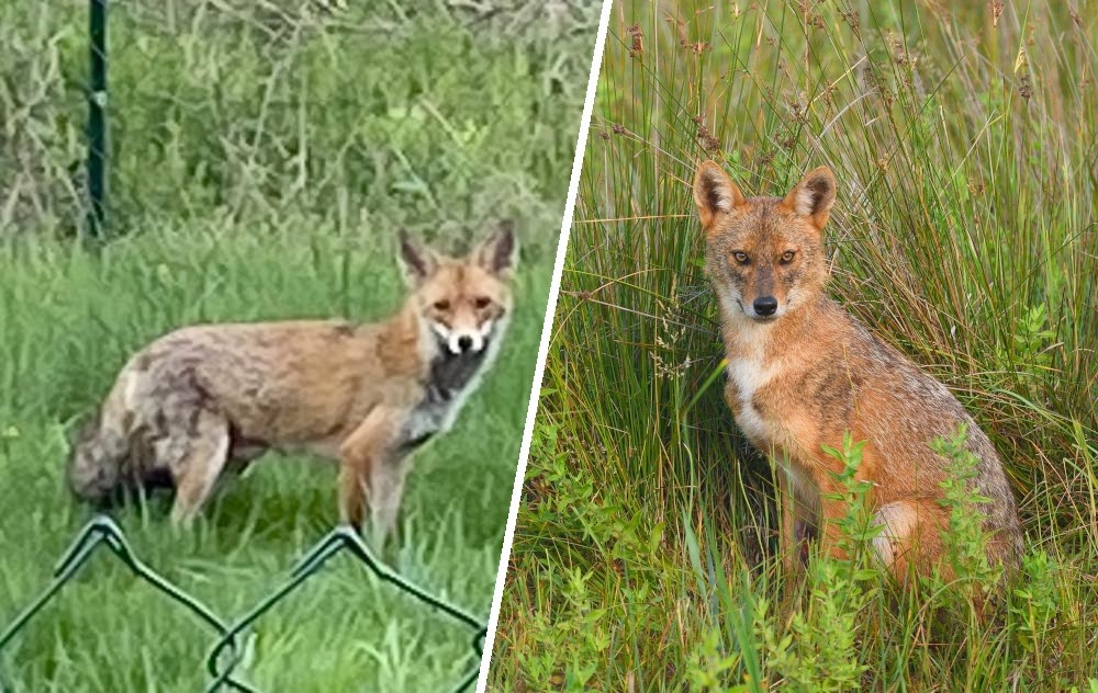 Zum Vergleich: Links der gesichtete Fuchs in Weimar, rechts ein Goldschakal.