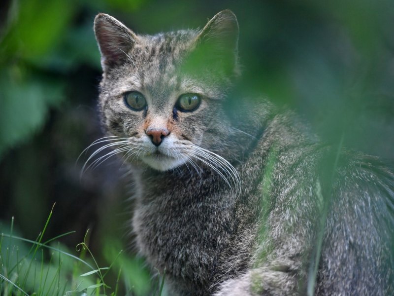 Wildkatze.jpg
