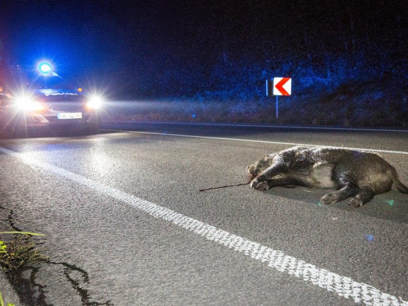 Wildschweine Autobahn Unfall.jpg