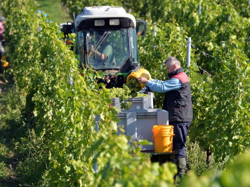 Winzer ernten Wein Saale-Unstrut