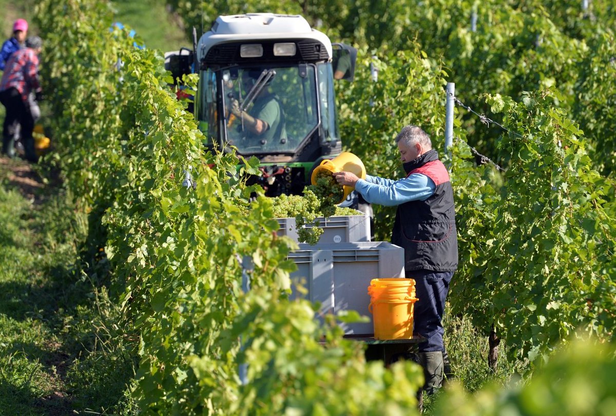 Winzer ernten Wein Saale-Unstrut