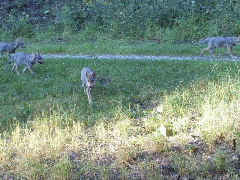 Wolf-Thüringen.jpg