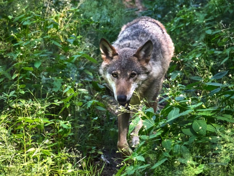 Wolf Thüringen.jpg