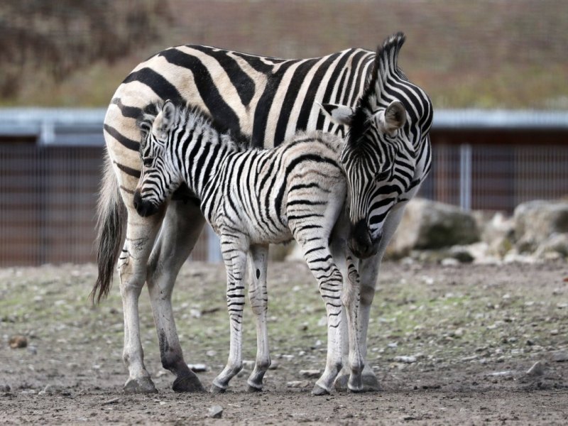 Zoo-Erfurt
