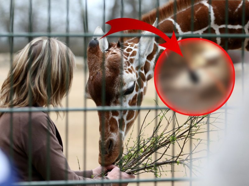 Zoo-Erfurt-Giraffe