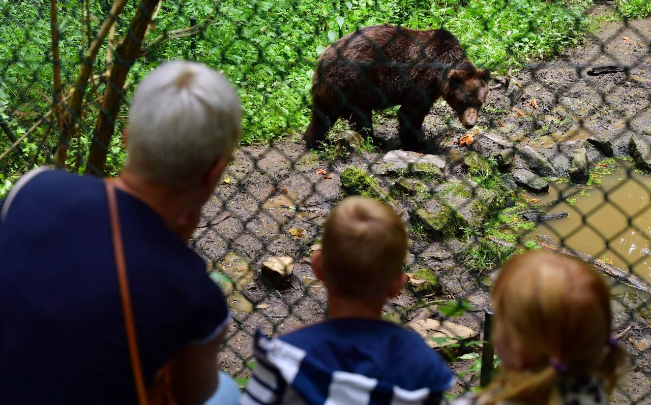 Im Bärenpark ist der Ansturm so groß wie seit 25 Jahren nicht mehr.