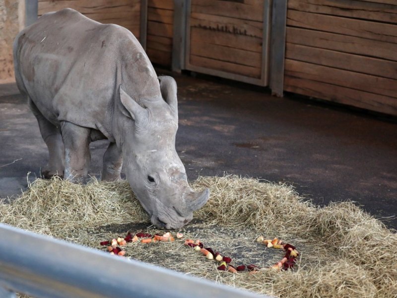 Zoopark Erfurt Nashorn.jpg
