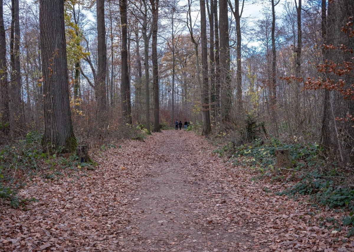 altenburg wald.jpg