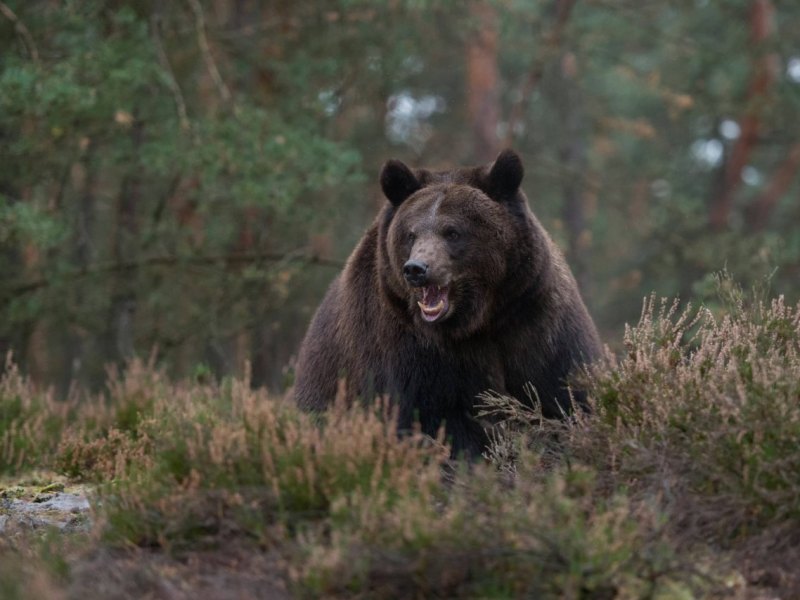 apolda bär.jpg
