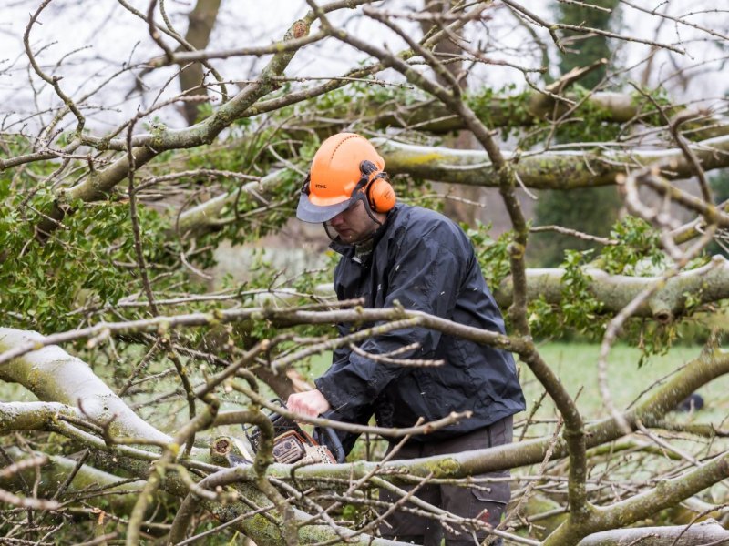 baum baumfällung kettensäge