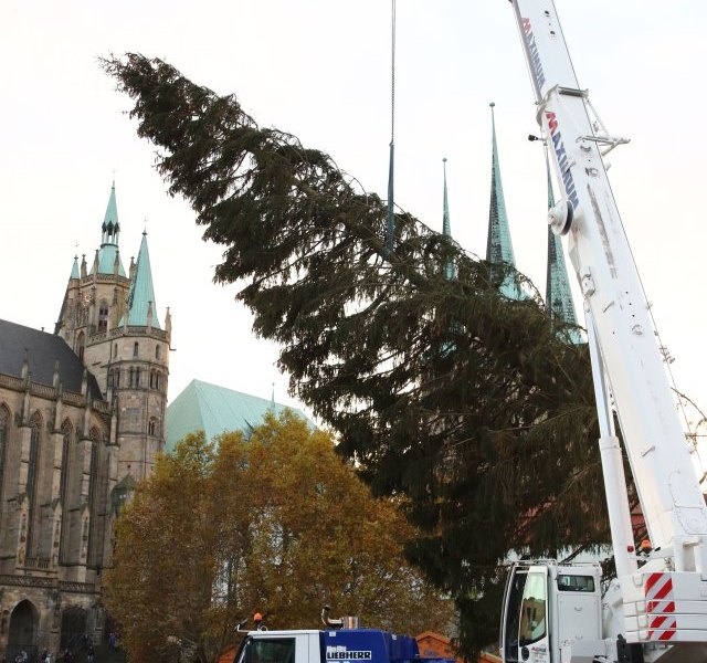 baum-weihnachtsmarkt-erfurt-rupfi