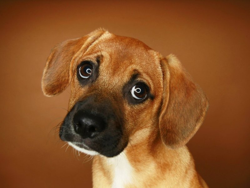beagle mix harz bijou vermisst