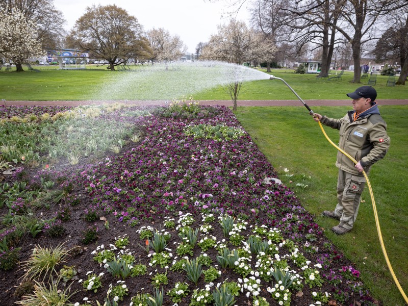 Die Blumen der Buga bekommen eine Extraportion Wasser. 