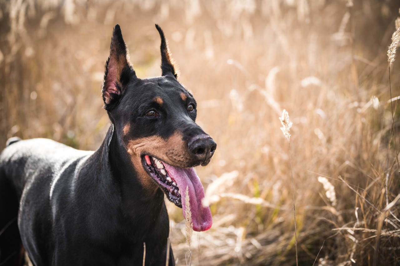 Bei dem Hund handelt es sich um einen Dobermann. (Symbolbild)