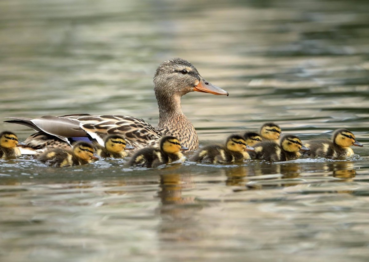 enten mama entenfamilie familie küken