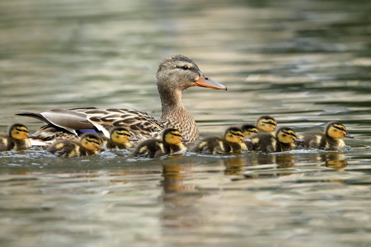 enten mama entenfamilie familie küken