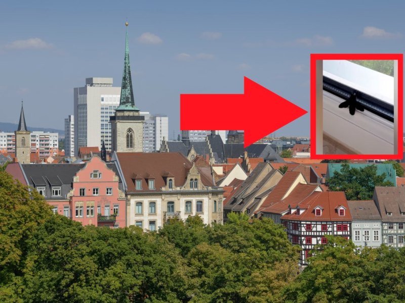 erfurt.jpg