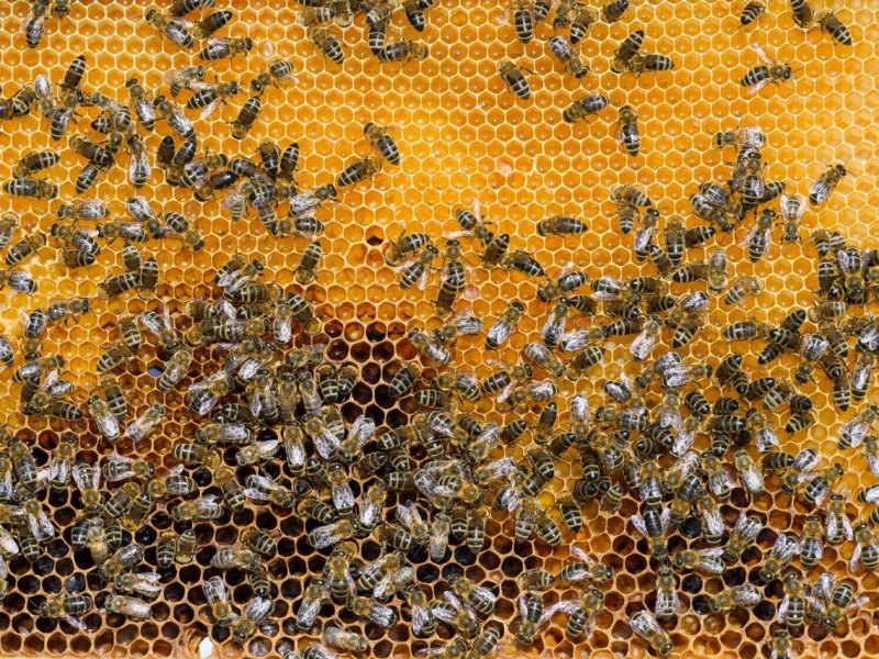 erfurt bienen.jpg