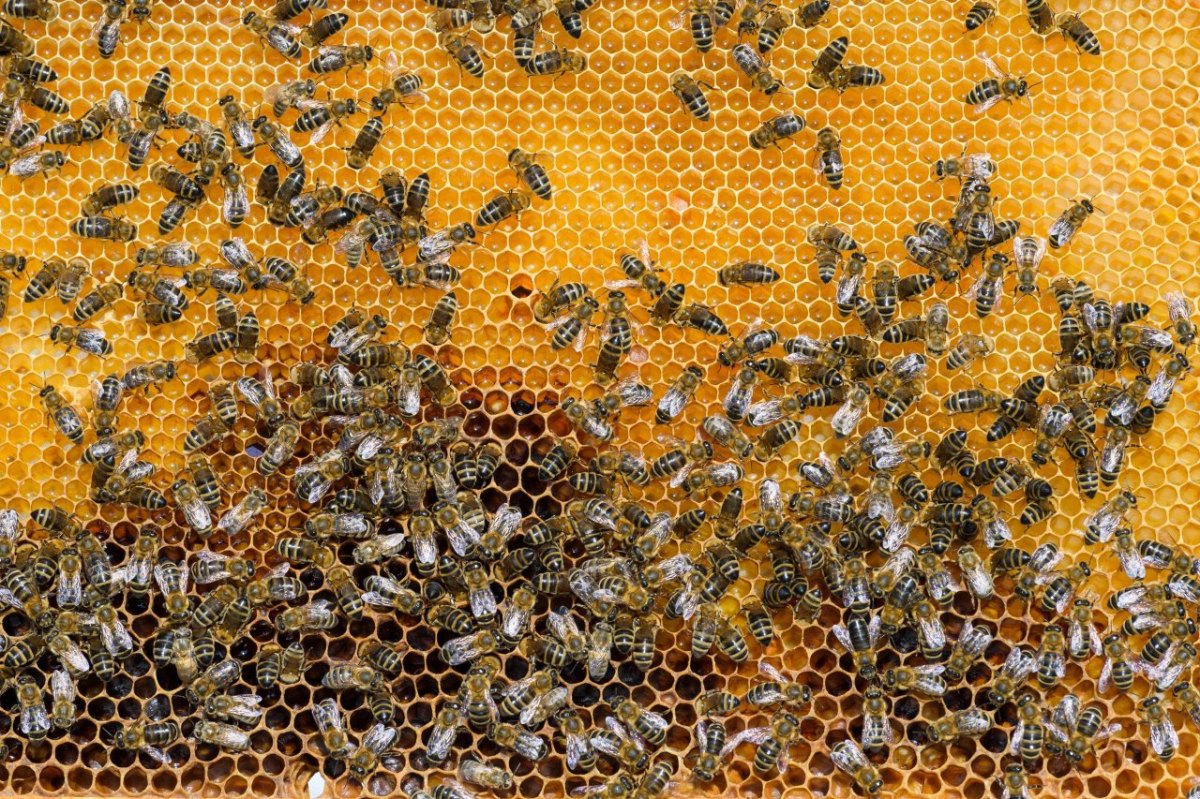 erfurt bienen.jpg