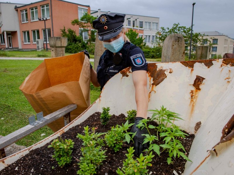 erfurt buga polizei hanf.jpg