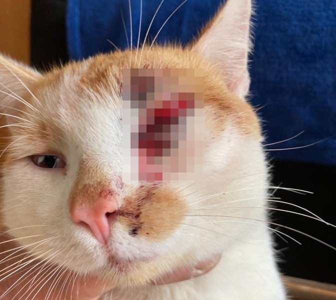 erfurt kater katze freddy