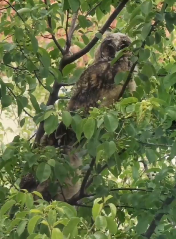 Insgesamt vier Eulen sitzen in dem Baum.