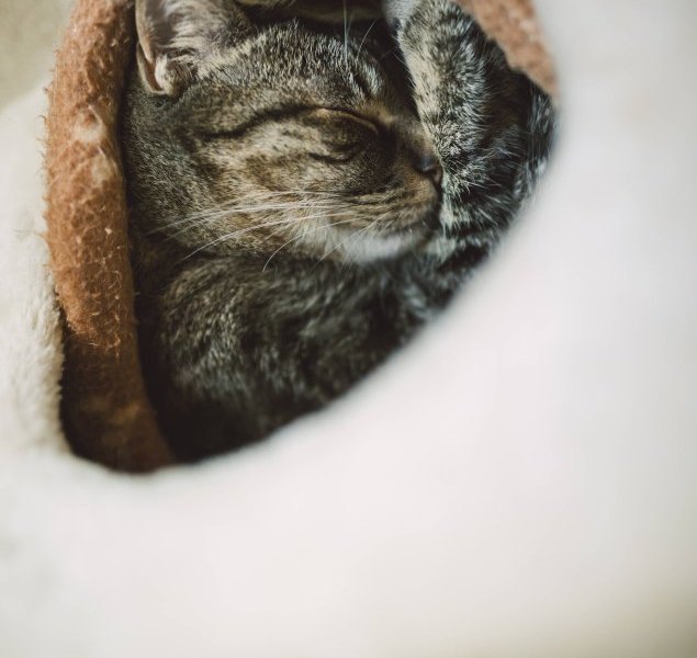 getigerte Katze