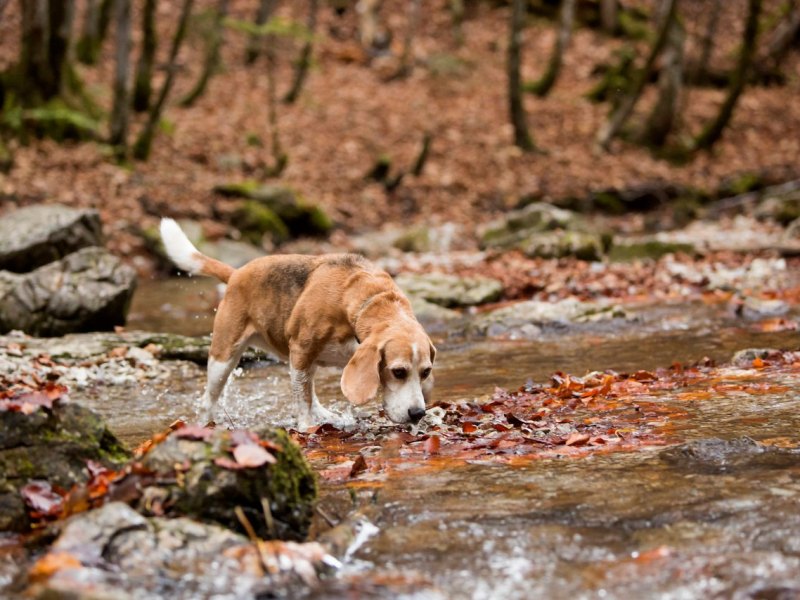 hund beagle.jpg