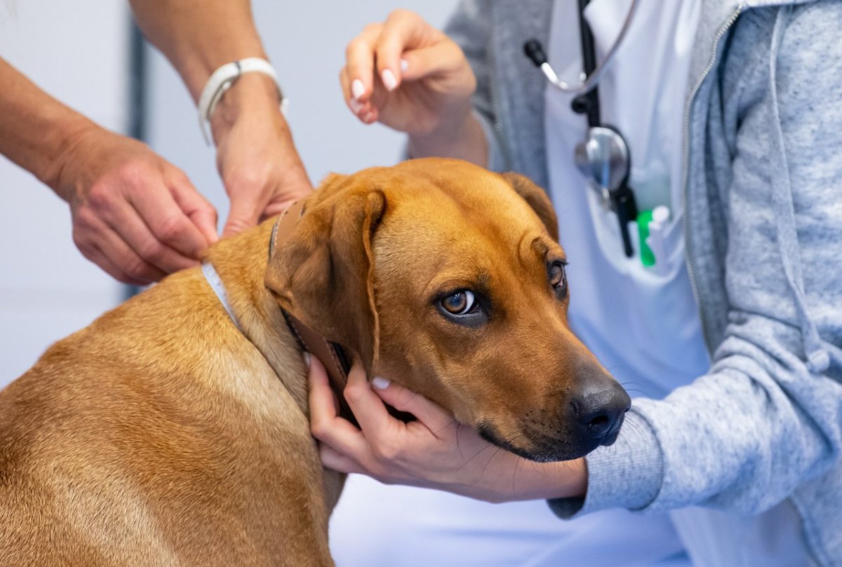 hund erfurt köder ridgeback