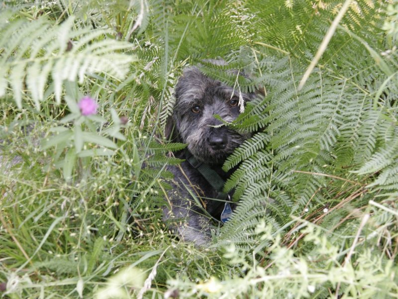 hund hat angst.jpg