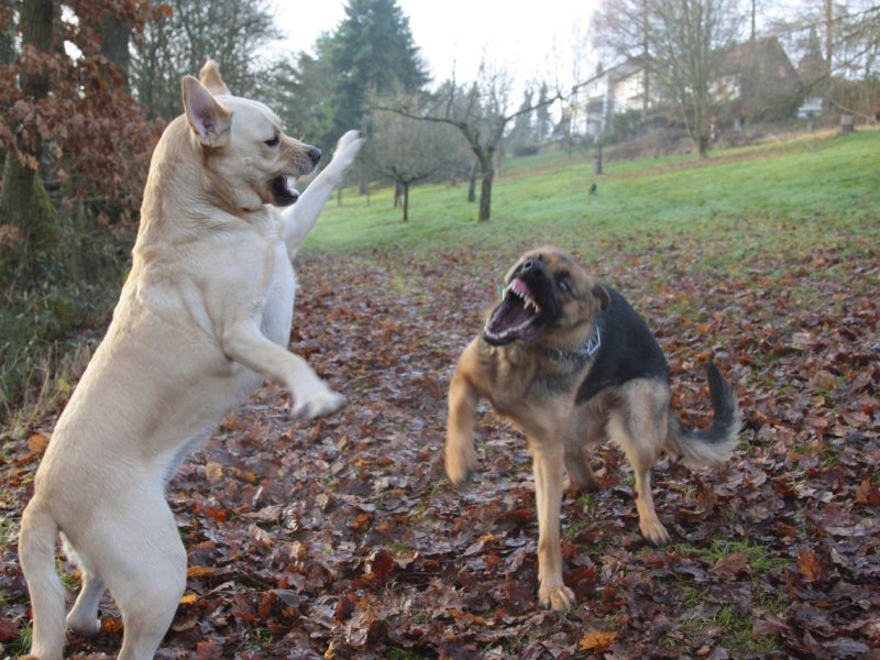 hund in apolda.jpg