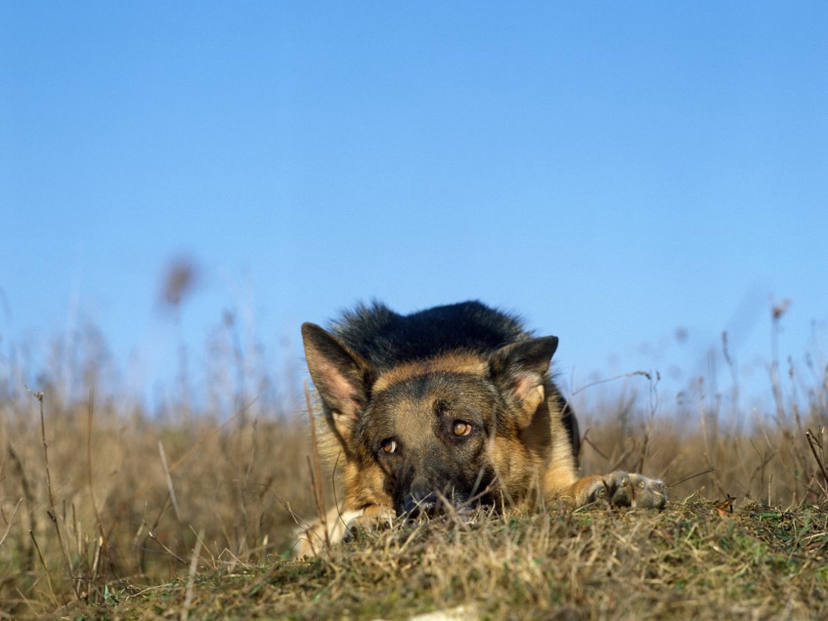 hund in eisenach.jpg