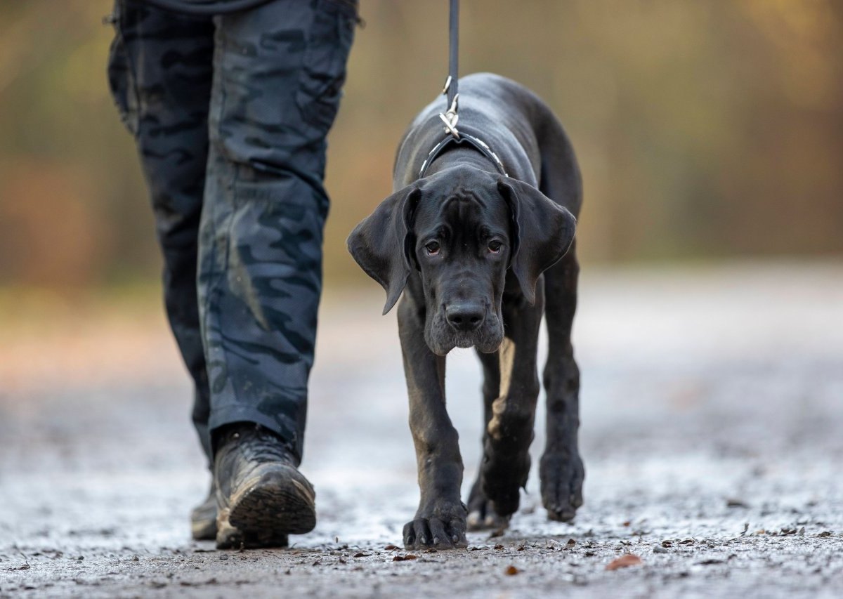 hund in gera.jpg