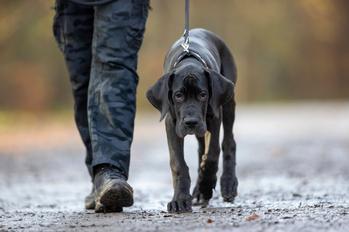 hund in gera.jpg