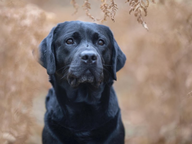 hund in thüringen.jpg