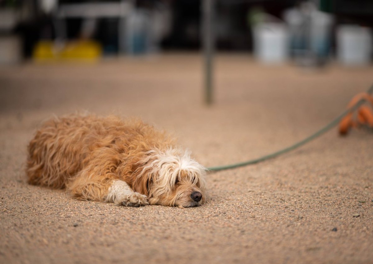 hund in thüringen.jpg