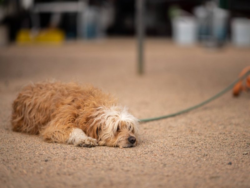 hund in thüringen.jpg