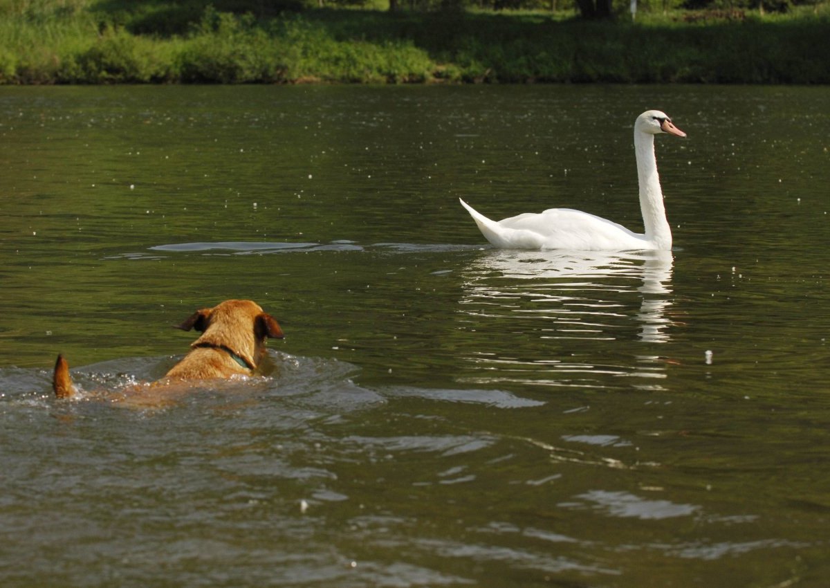 hund schwan.jpg