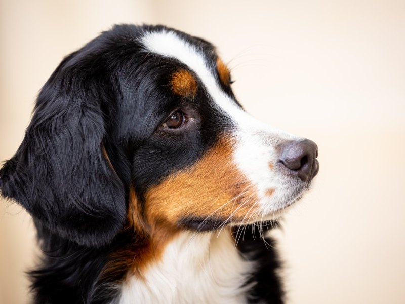 hund thüringen
